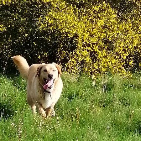 Rustique Avec 2 Chambres, Nature, Animaux Admis, Wifi Et Parking - Fr-1-622-78 * Vihiers