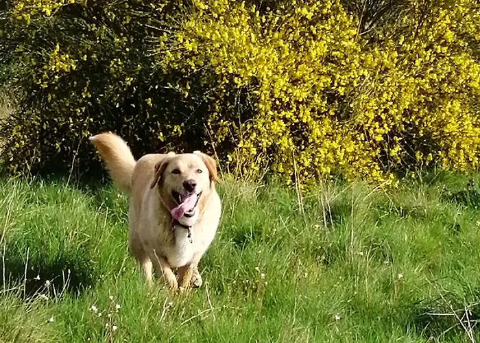 Rustique Avec 2 Chambres, Nature, Animaux Admis, Wifi Et Parking - Fr-1-622-78 * Vihiers